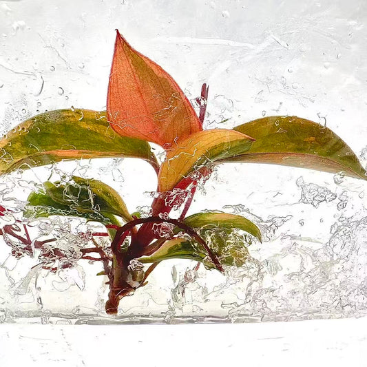 Philodendron Red Congo Variegated – Tissue Culture (Wholesale)
Set of 30 Plants