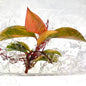 Philodendron Red Congo Variegated – Tissue Culture (Wholesale)
Set of 30 Plants