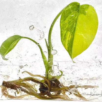 Monstera Deliciosa Aurea Variegated – Tissue Culture (Wholesale)
Set of 50 Plants