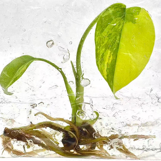 Monstera Deliciosa Aurea Variegated – Tissue Culture (Wholesale)
Set of 50 Plants