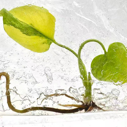 Monstera Deliciosa Aurea Variegated – Tissue Culture (Wholesale)
Set of 50 Plants