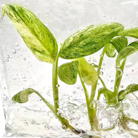 Philodendron Giganteum ‘Blizzard’ Variegated – Tissue Culture (Wholesale)
Set of 100 Plants