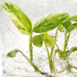 Philodendron Giganteum ‘Blizzard’ Variegated – Tissue Culture (Wholesale)
Set of 100 Plants