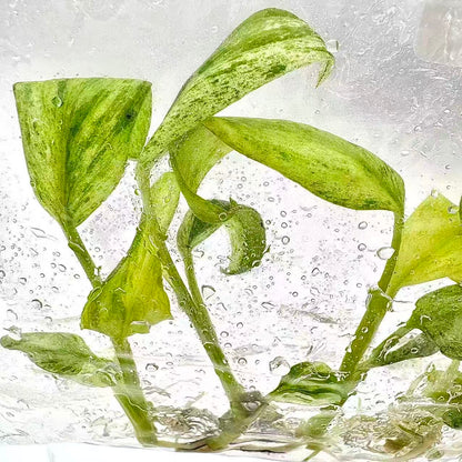 Philodendron Giganteum ‘Blizzard’ Variegated – Tissue Culture (Wholesale)
Set of 100 Plants