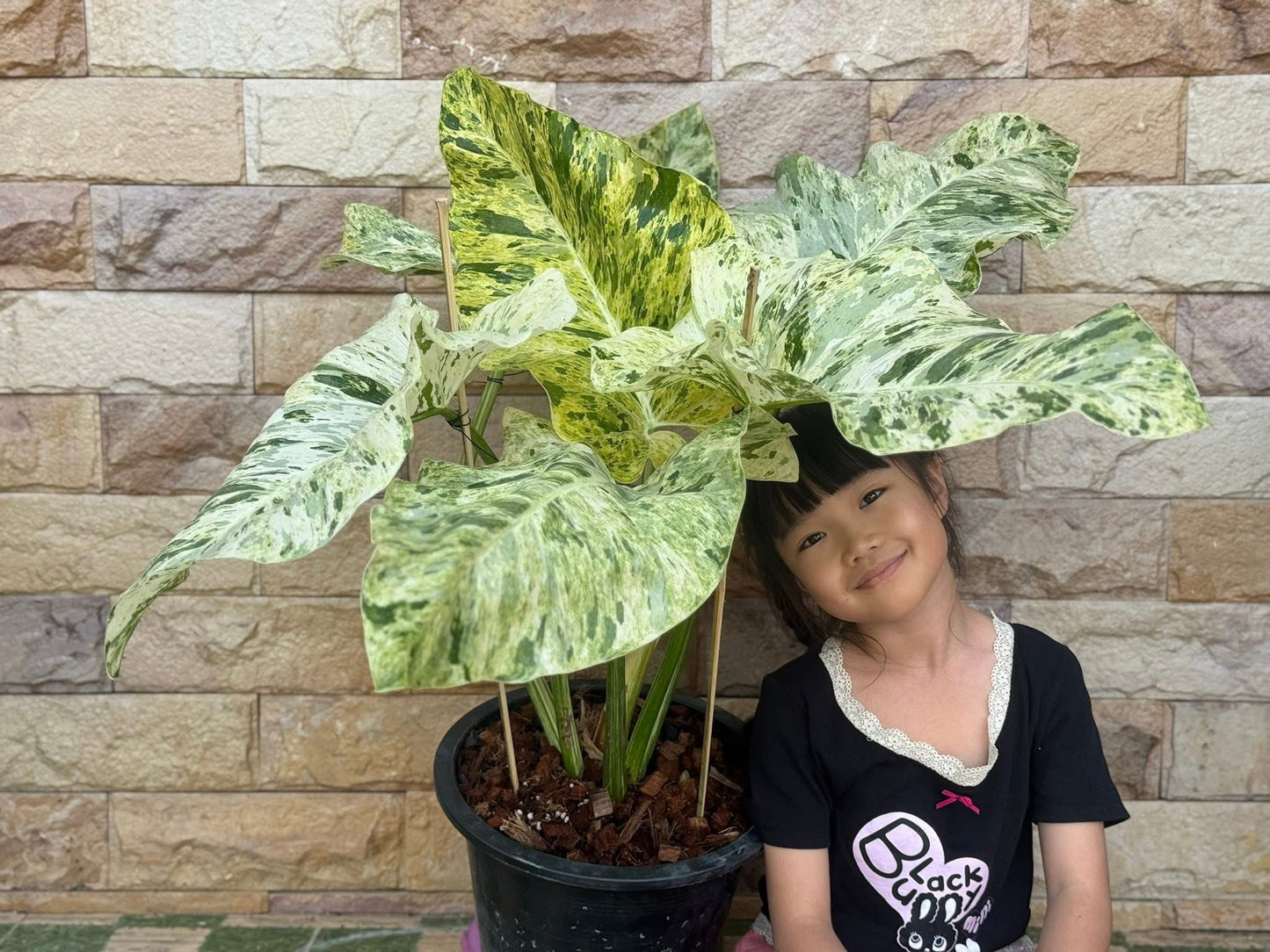 Philodendron Giganteum ‘Blizzard’ Variegated – Tissue Culture (Wholesale)
Set of 100 Plants