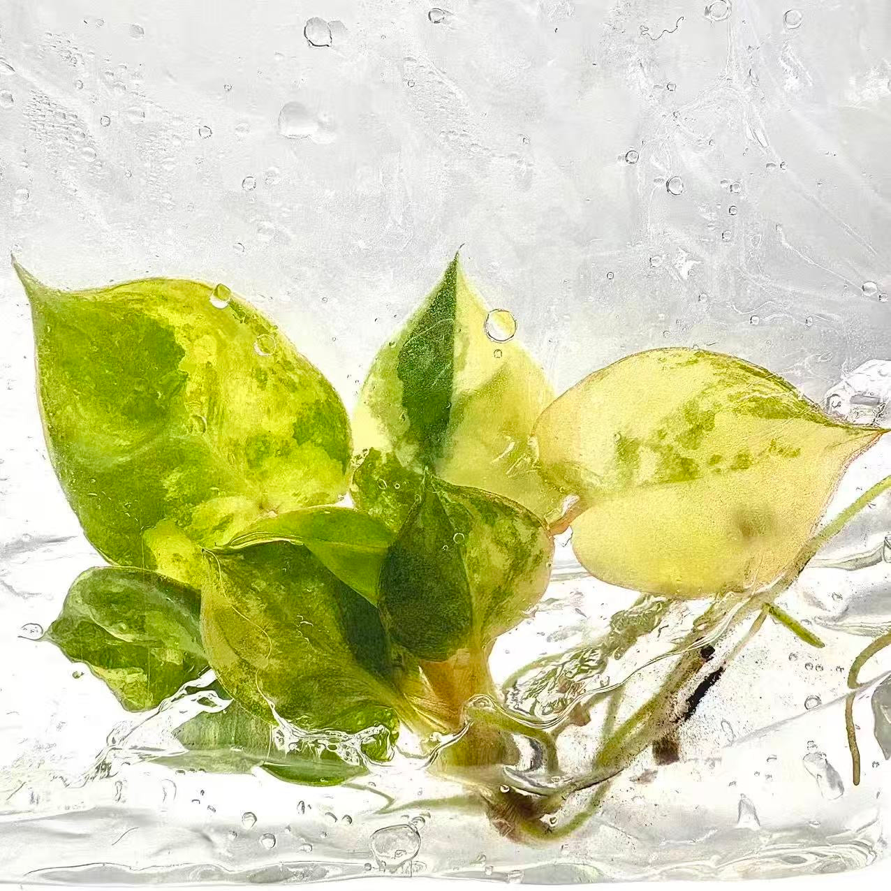 Philodendron Billietiae Variegated – Tissue Culture (Wholesale) | Set of 10 Plants