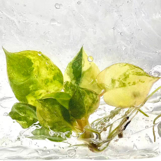 Philodendron Billietiae Variegated – Tissue Culture (Wholesale) | Set of 10 Plants