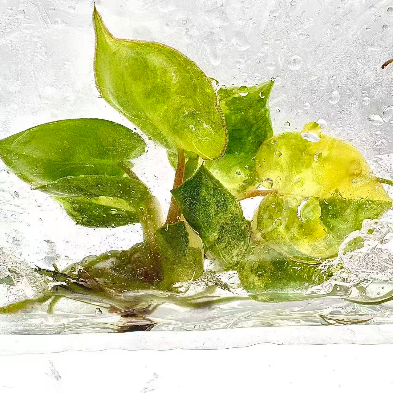 Philodendron Billietiae Variegated – Tissue Culture (Wholesale) | Set of 10 Plants