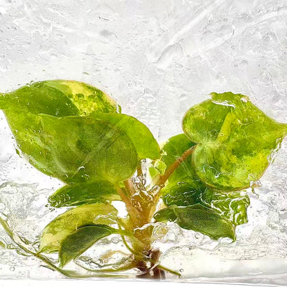 Philodendron Billietiae Variegated – Tissue Culture (Wholesale) | Set of 10 Plants