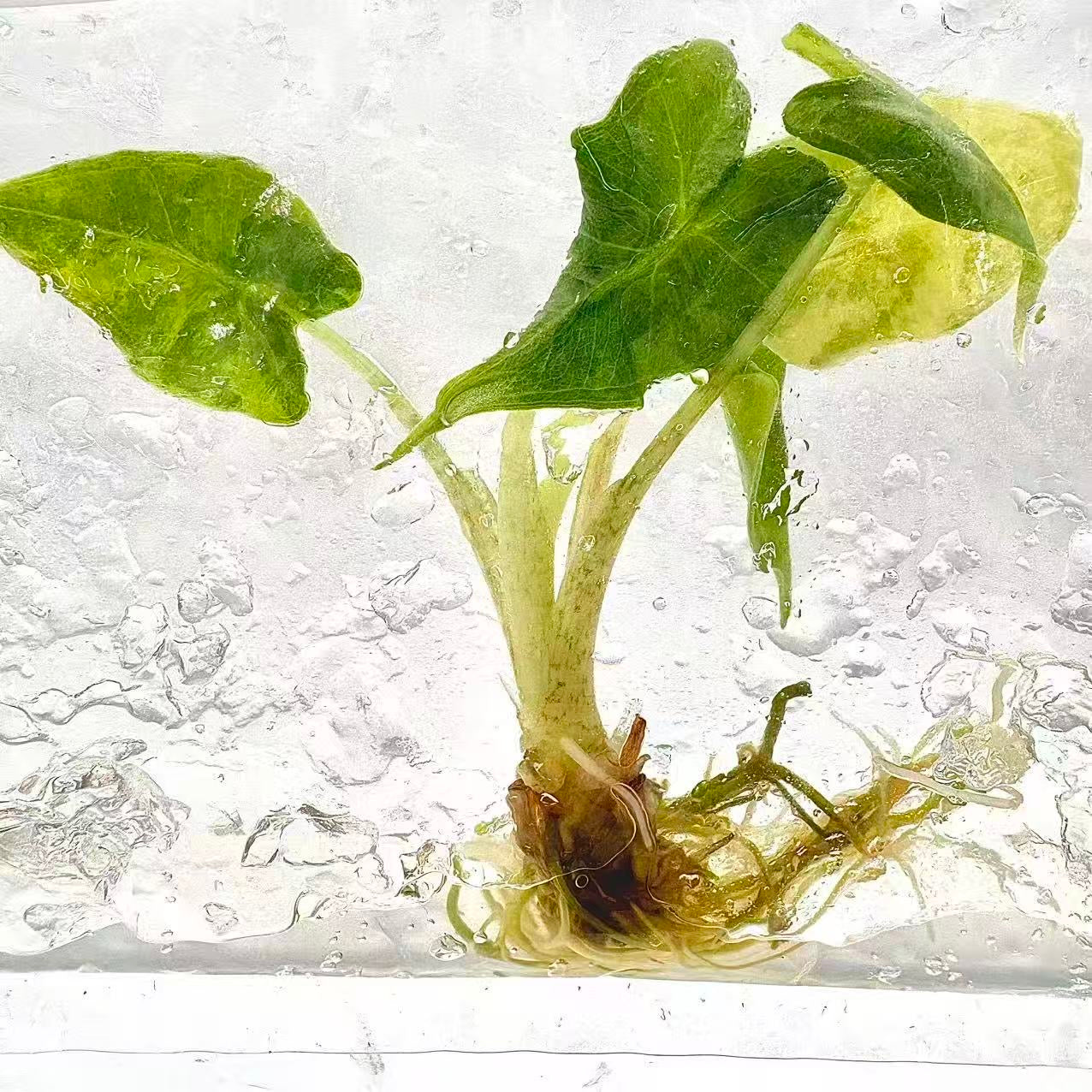 Alocasia Sarian Aurea Variegated – Tissue Culture (Wholesale) Set of 10 Plants