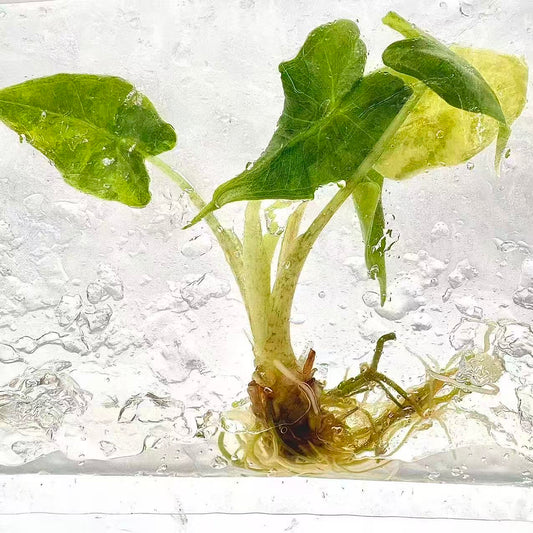 Alocasia Sarian Aurea Variegated – Tissue Culture (Wholesale) Set of 10 Plants