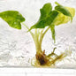 Alocasia Sarian Aurea Variegated – Tissue Culture (Wholesale) Set of 10 Plants