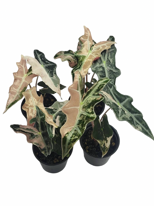 Alocasia ‘Nobilis’ Pink Variegated – Set of 4 Plants