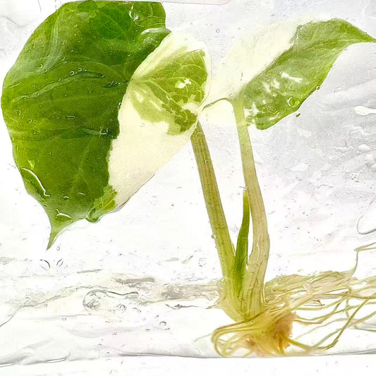 Alocasia Scalprum Albo Variegated – Tissue Culture (Wholesale) Set of 5 Plants