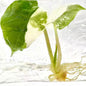 Alocasia Scalprum Albo Variegated – Tissue Culture (Wholesale) Set of 5 Plants