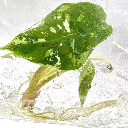Alocasia Scalprum Albo Variegated – Tissue Culture (Wholesale) Set of 5 Plants