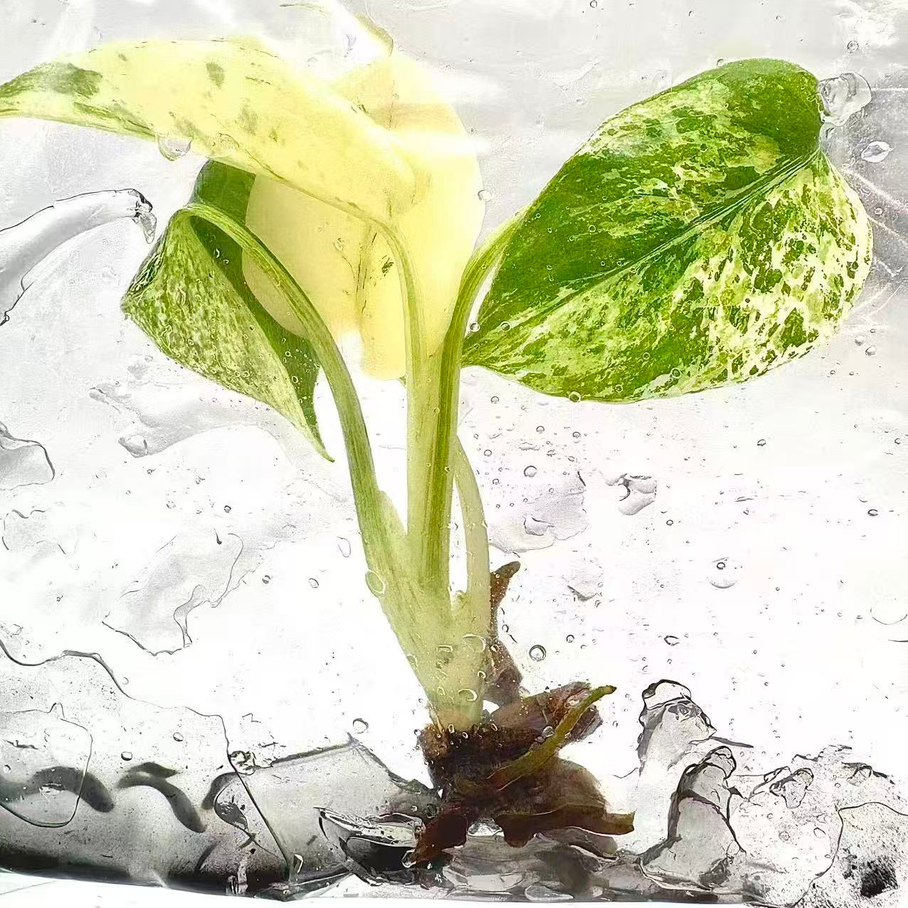 Monstera Deliciosa “White Monster” Variegated – Tissue Culture (Wholesale) | Set of 100 Plants