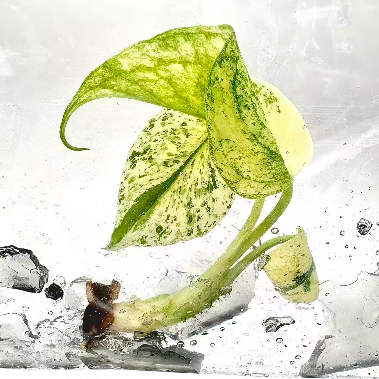 Monstera Deliciosa “White Monster” Variegated – Tissue Culture (Wholesale) | Set of 100 Plants