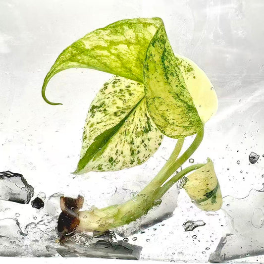 Monstera Deliciosa “White Monster” Variegated – Tissue Culture (Wholesale) | Set of 100 Plants