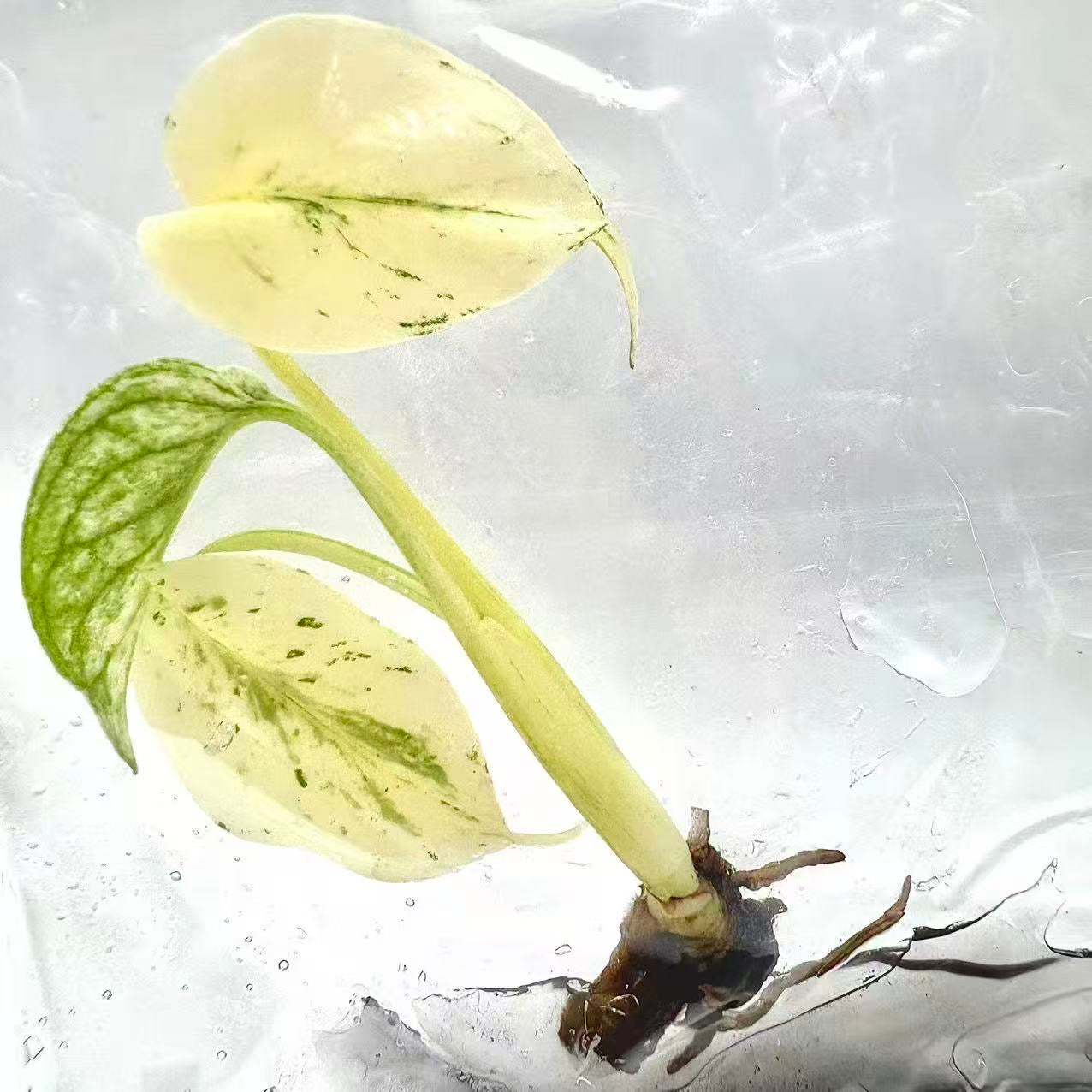 Monstera Deliciosa “White Monster” Variegated – Tissue Culture (Wholesale) | Set of 100 Plants
