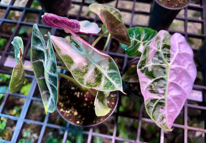 Alocasia Watsoniana Glossy Pink Variegated – Tissue Culture (Wholesale) Set of 5 Plants