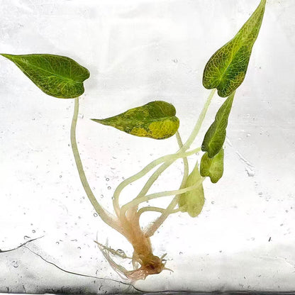 Alocasia Bambino Aurea Variegated – Tissue Culture (Wholesale) Set of 50 Plants