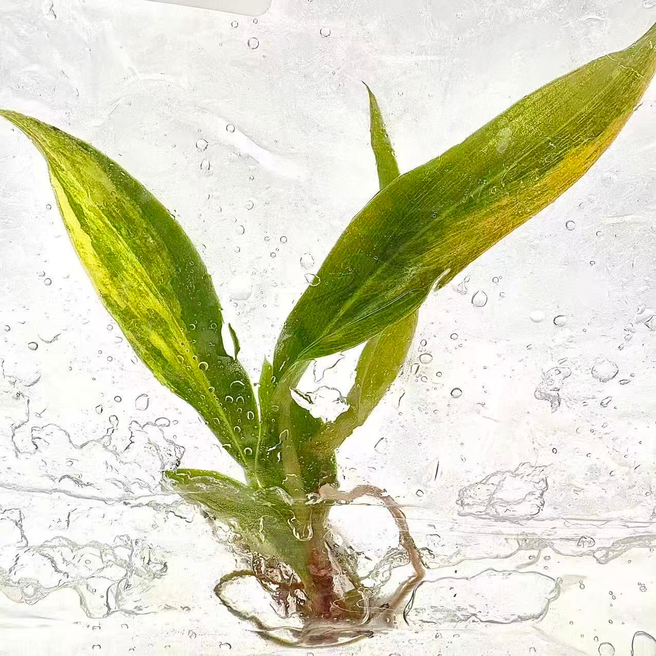 Philodendron Caramel Marble Variegated (TC) – Set of 50 Plants