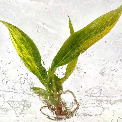 Philodendron Caramel Marble Variegated (TC) – Set of 50 Plants