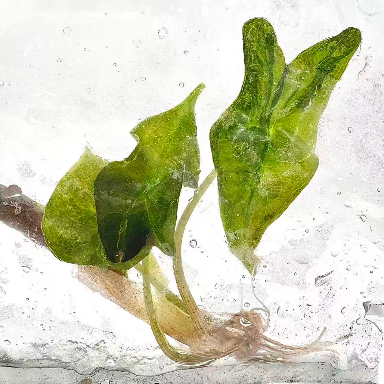 Alocasia Nobilis Aurea Variegated (TC) – Set of 5 Plants