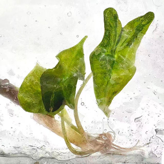 Alocasia Nobilis Aurea Variegated (TC) – Set of 5 Plants