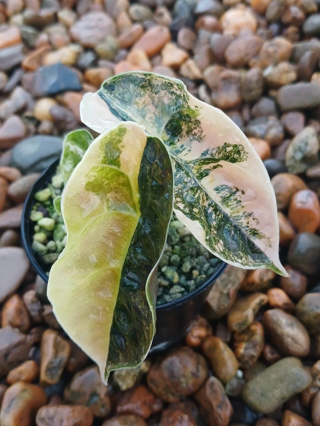 Alocasia Azlanii Aurea Variegated (TC) – Set of 10 Plants