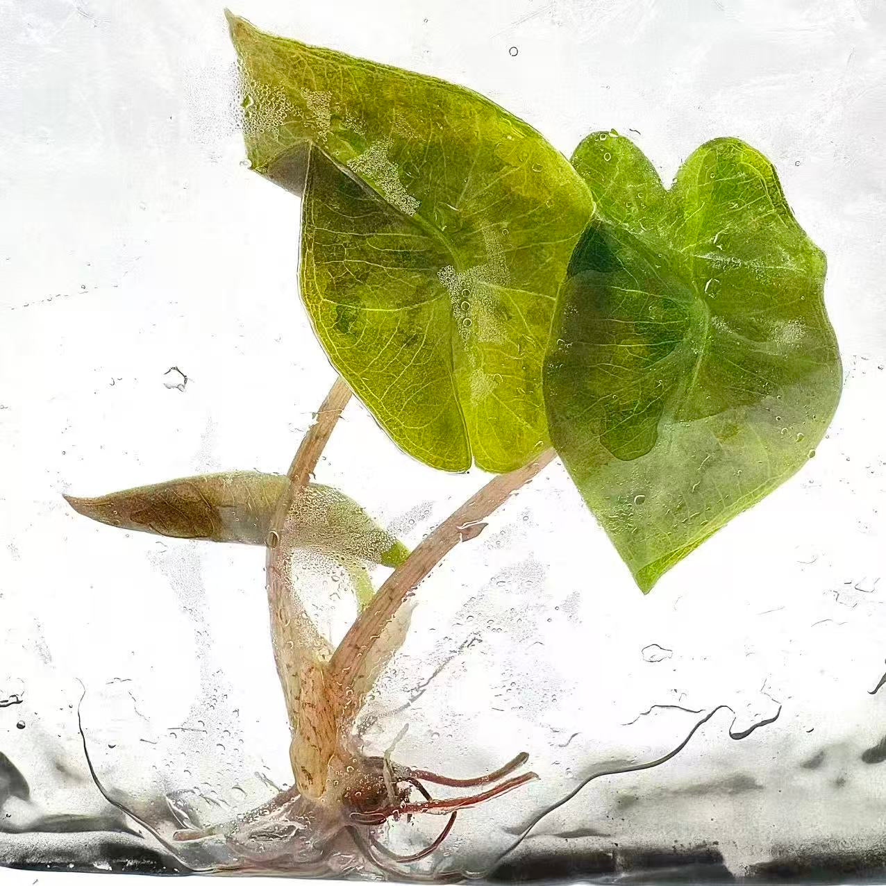 Alocasia Pseudo Sanderiana Aurea Variegated – Tissue Culture Wholesale Set of 10 Plants