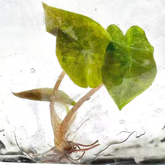 Alocasia Pseudo Sanderiana Aurea Variegated – Tissue Culture Wholesale Set of 10 Plants