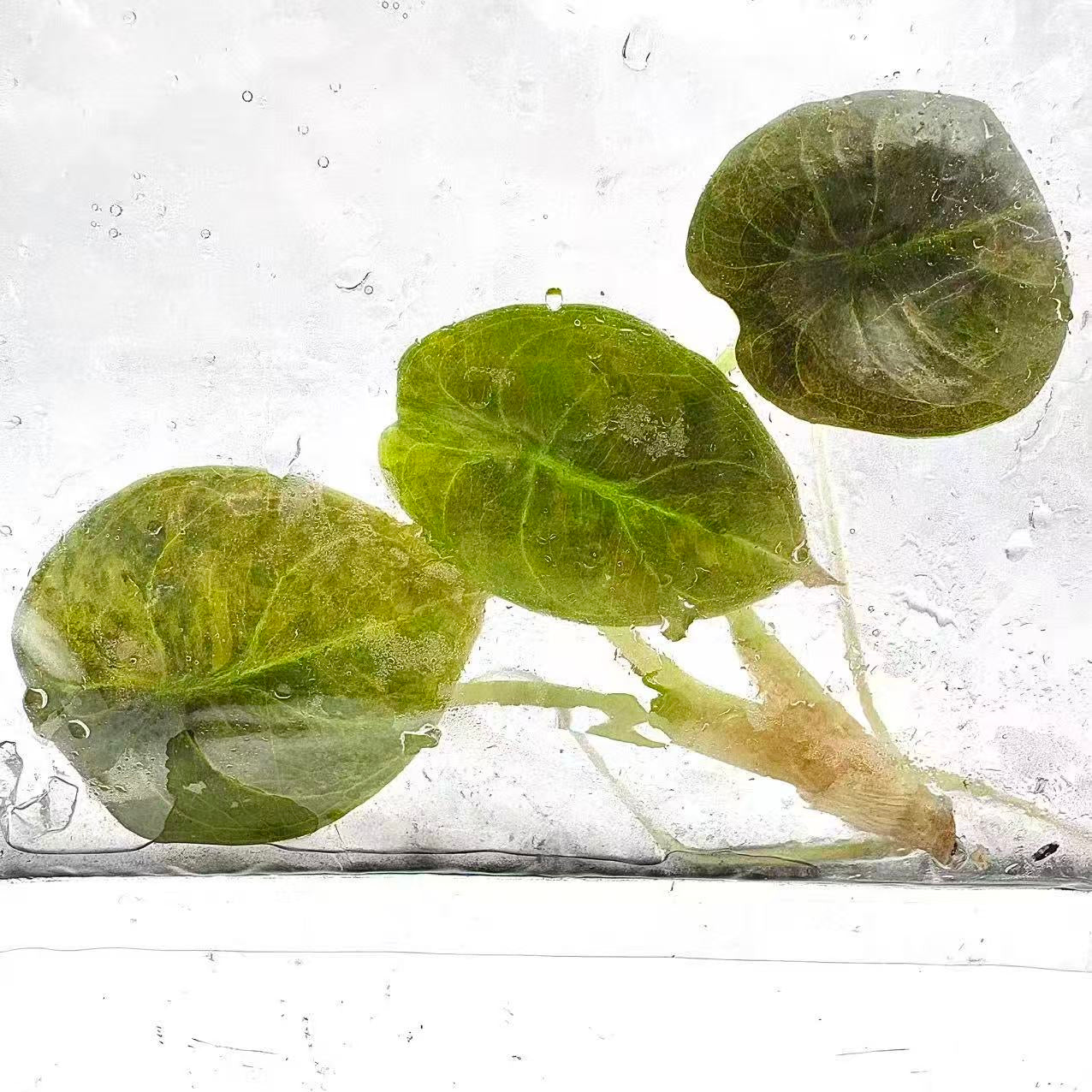 Alocasia Cuprea Aurea Variegated “Latte” | Tissue Culture | Set 5 Plants