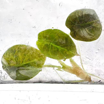 Alocasia Cuprea Aurea Variegated “Latte” | Tissue Culture | Set 5 Plants
