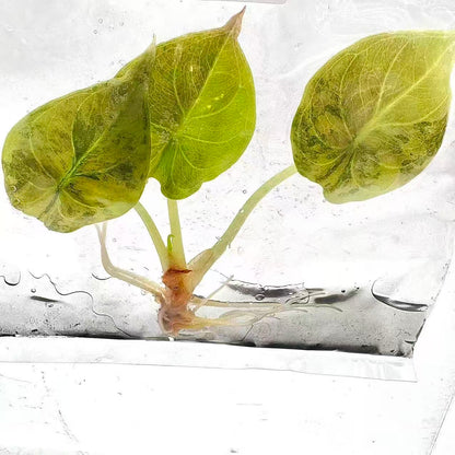 Alocasia Cuprea Aurea Variegated “Latte” | Tissue Culture | Set 5 Plants