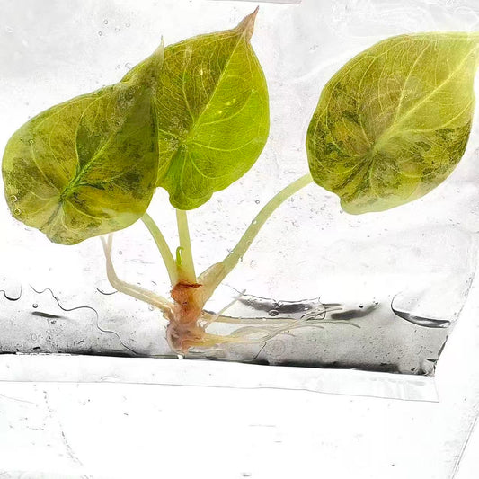 Alocasia Cuprea Aurea Variegated “Latte” | Tissue Culture | Set 5 Plants