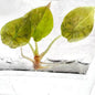 Alocasia Cuprea Aurea Variegated “Latte” | Tissue Culture | Set 5 Plants
