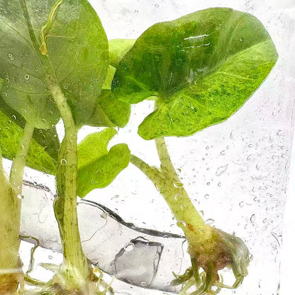 Alocasia Lauterbachiana Aurea Variegated | Tissue Culture | Set 100 Plants