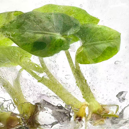 Alocasia Lauterbachiana Aurea Variegated | Tissue Culture | Set 100 Plants