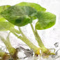 Alocasia Lauterbachiana Aurea Variegated | Tissue Culture | Set 100 Plants