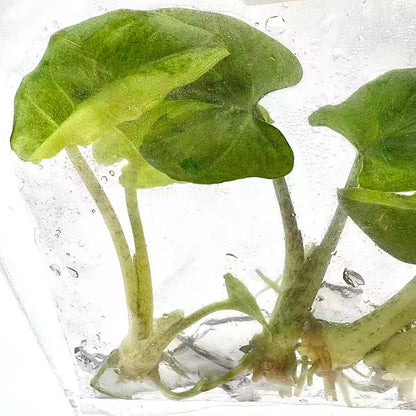 Alocasia Lauterbachiana Aurea Variegated | Tissue Culture | Set 100 Plants