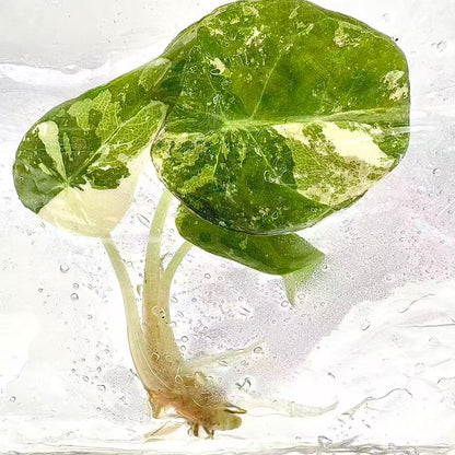 Alocasia Black Velvet Albo Variegated – Tissue Culture Wholesale Set of 30 Plants