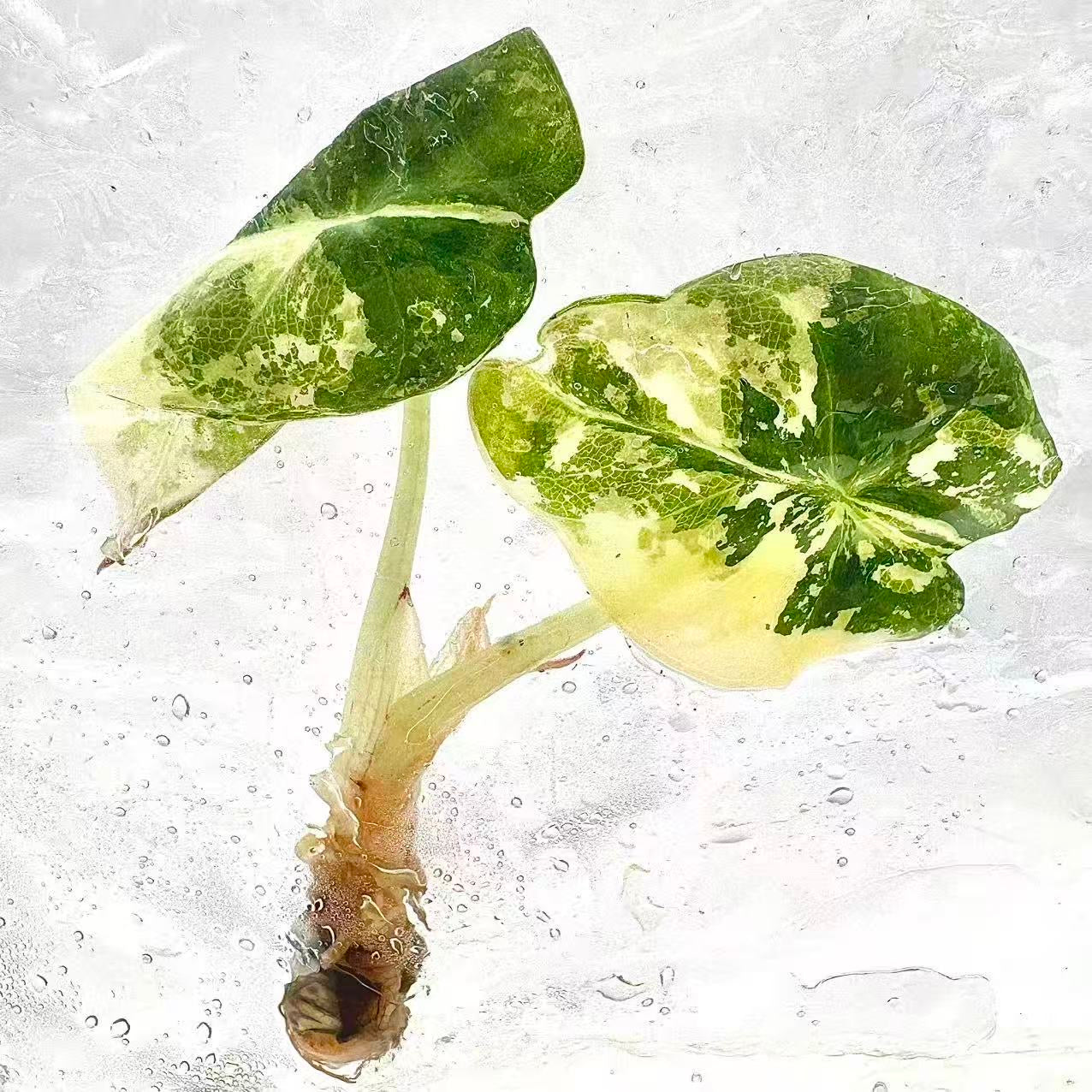 Alocasia Black Velvet Albo Variegated – Tissue Culture Wholesale Set of 30 Plants