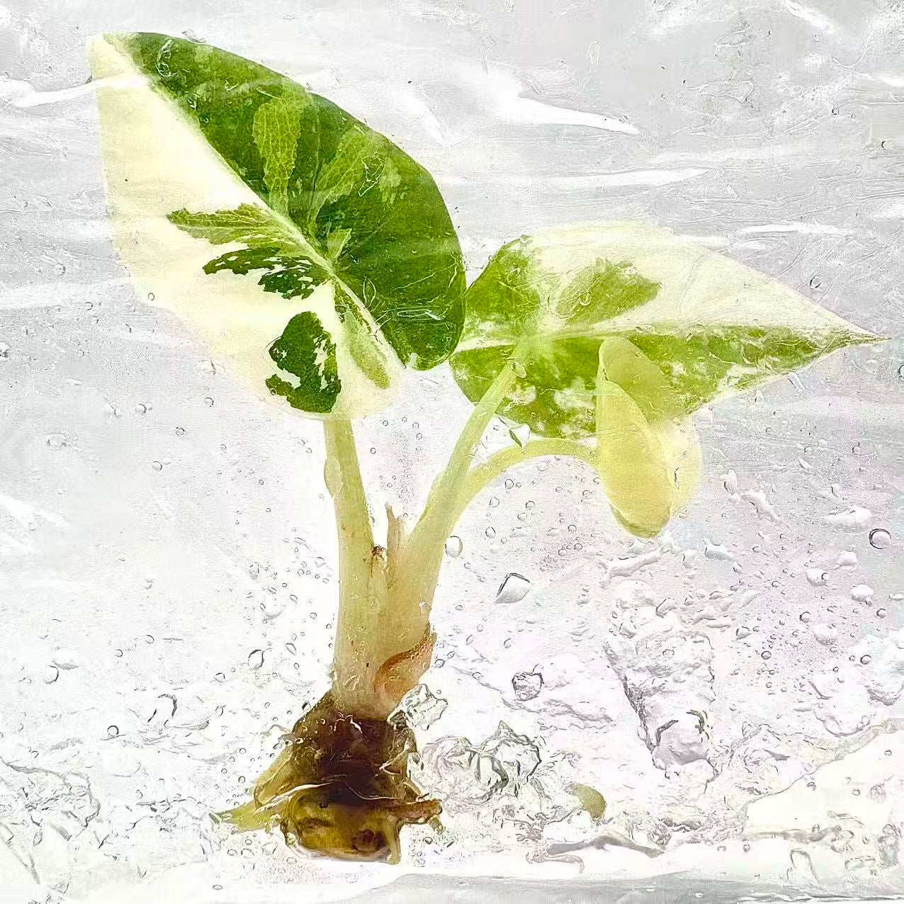 Alocasia Black Velvet Albo Variegated – Tissue Culture Wholesale Set of 30 Plants