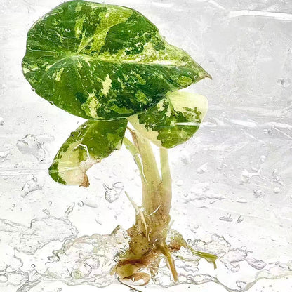 Alocasia Black Velvet Albo Variegated – Tissue Culture Wholesale Set of 30 Plants