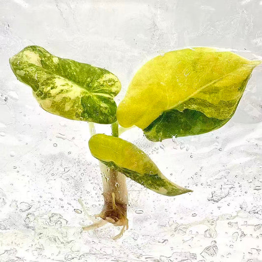 Alocasia Black Velvet Aurea Variegated – Set of 10 Plants