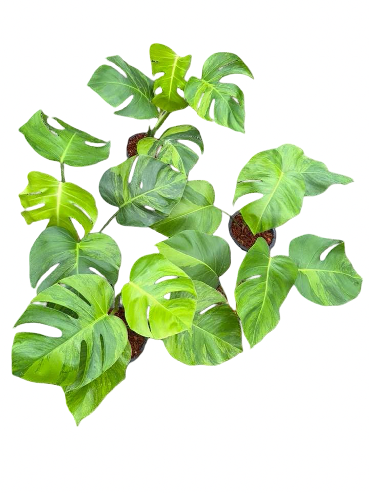 Monstera Green on Green – Wholesale Set (10 Plants)