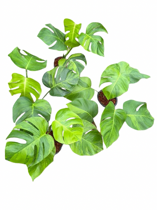 Monstera Green on Green – Wholesale Set (10 Plants)