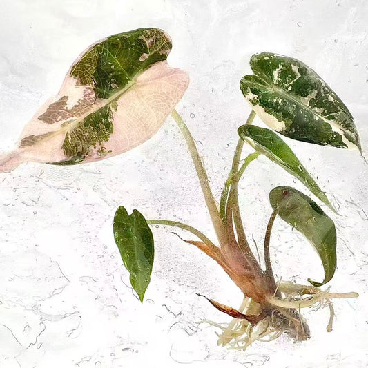 Alocasia Bambino Pink Variegated – Set of 50 Plants